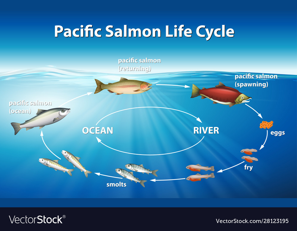 Learning School Toys Toys Games Pacific Salmon Lifecycle Learning 