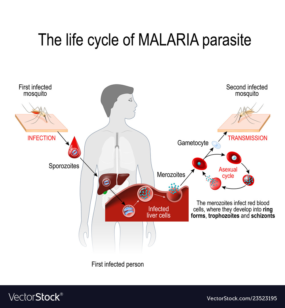 Life cycle of a malaria parasite Royalty Free Vector Image