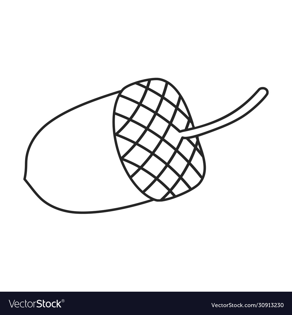 Acorn iconoutline icon isolated