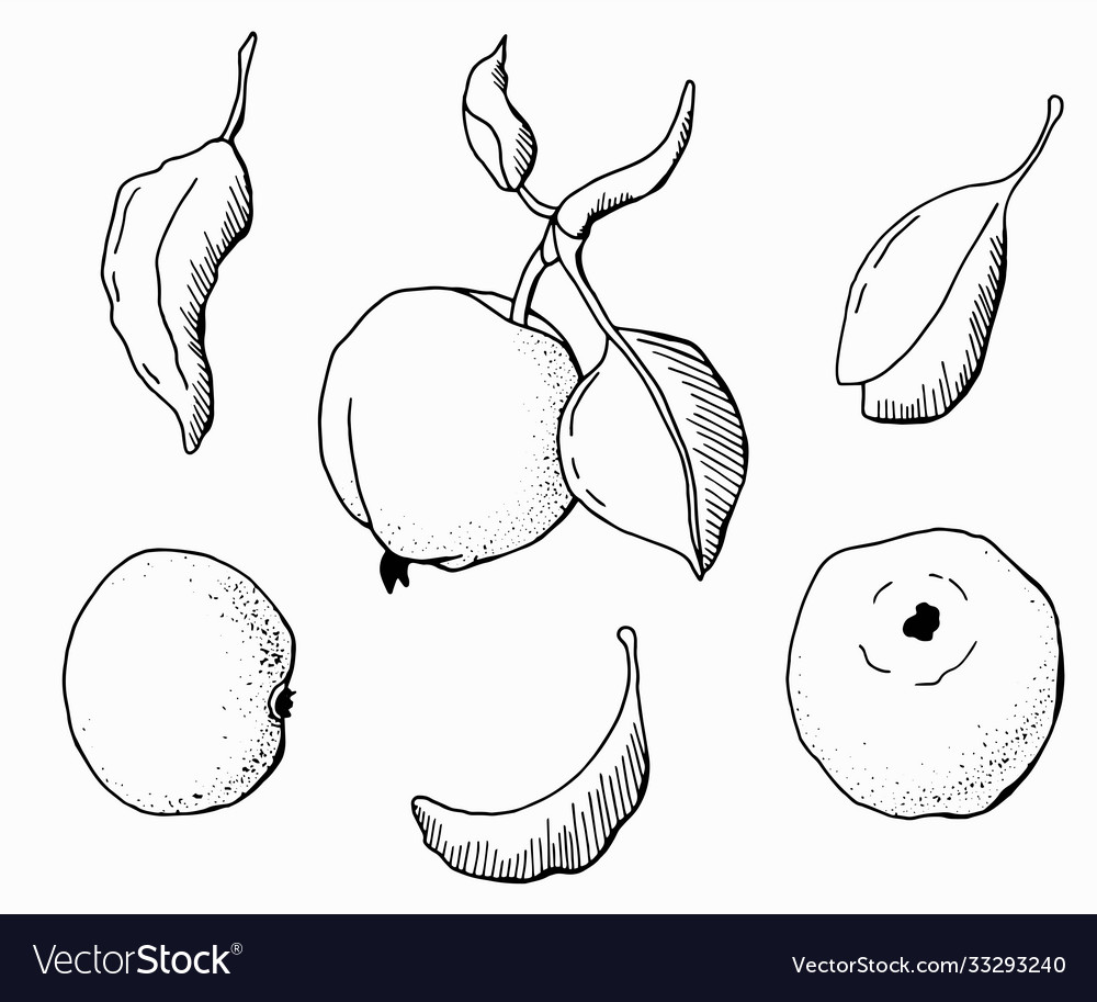 Graphic set - apples and leaves Royalty Free Vector Image