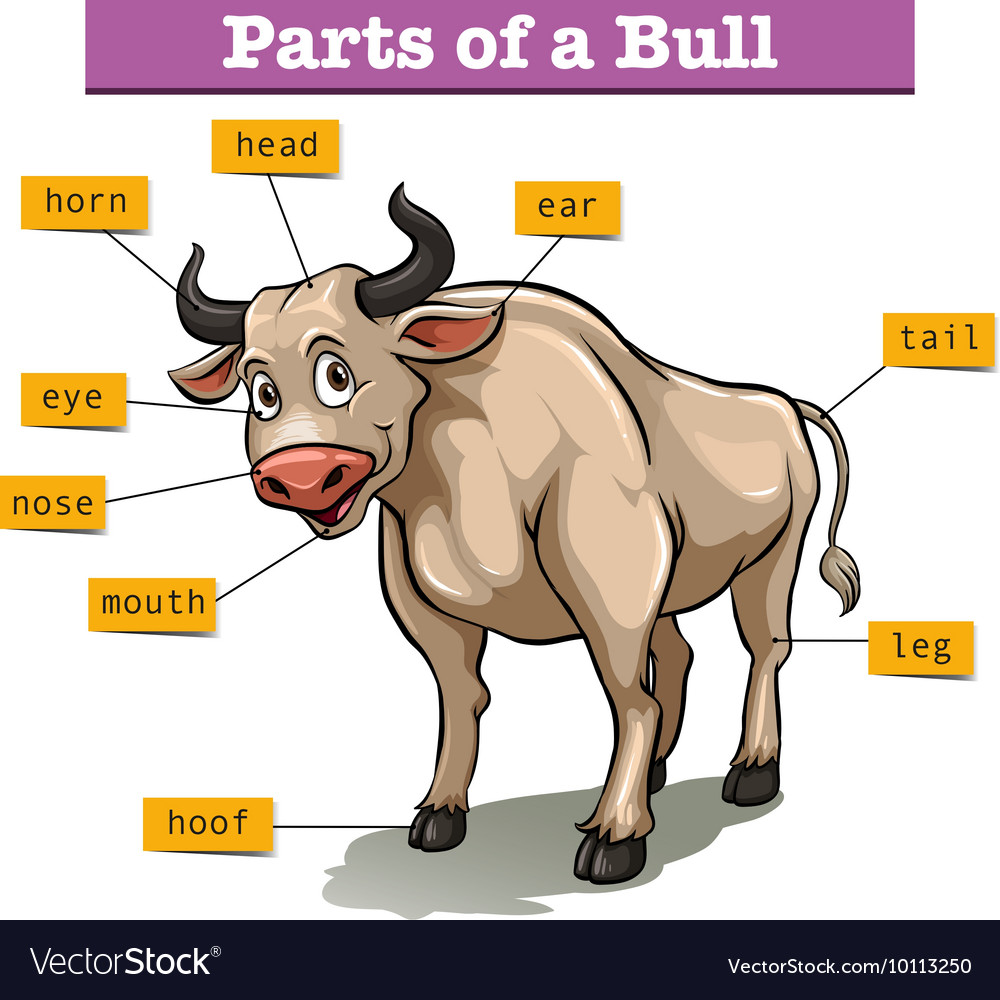 Diagram showing parts of bull Royalty Free Vector Image