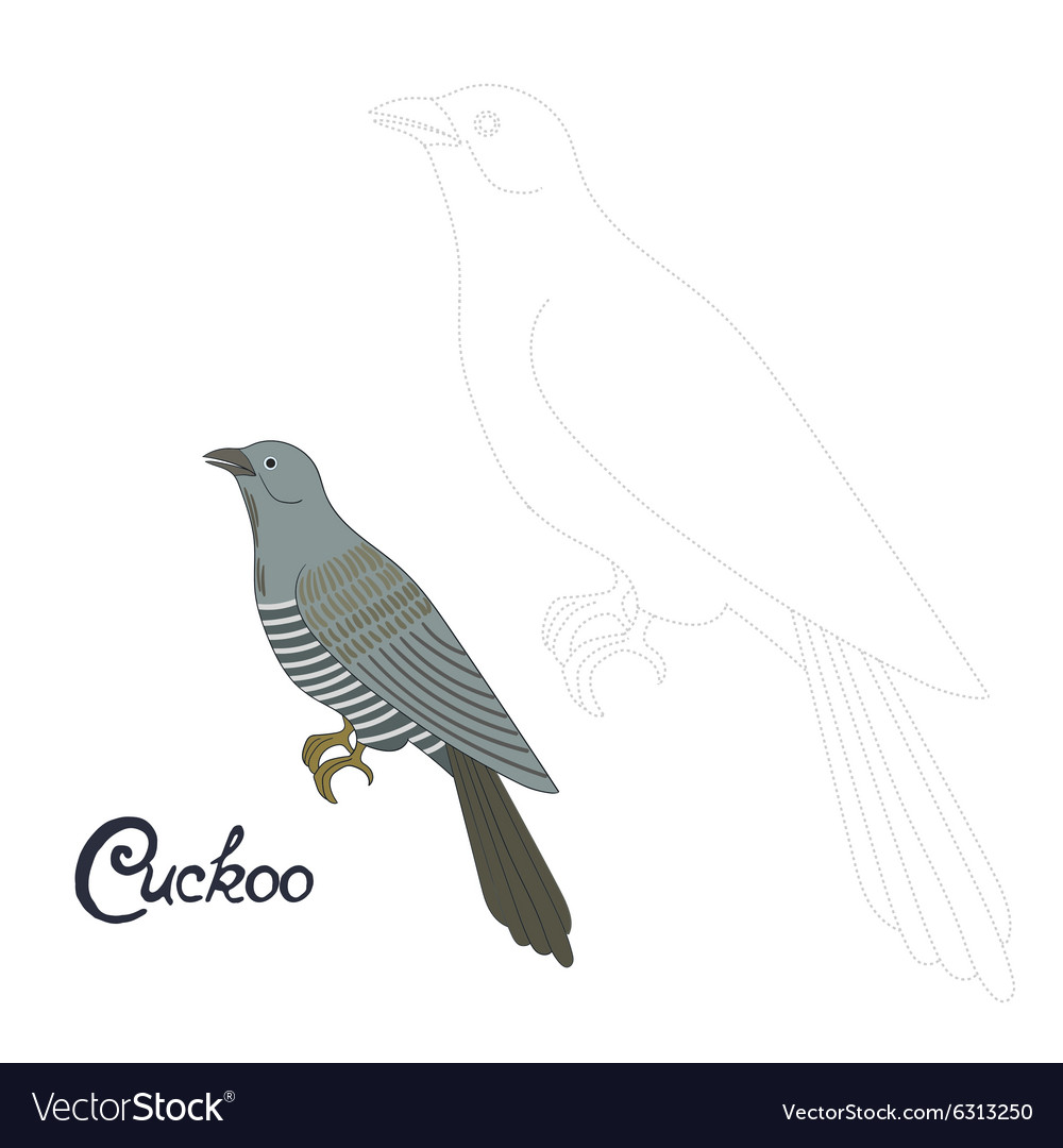 How to draw a cuckoo correctly How to draw a cuckoo correctly