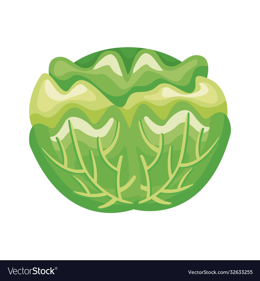 Cabbage Healthy Vegetable Detailed Style Icon Vector Image