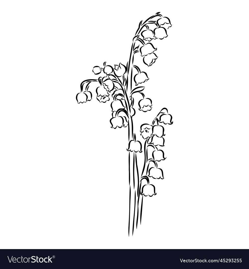 Isolated single lily valley branch colorless Vector Image