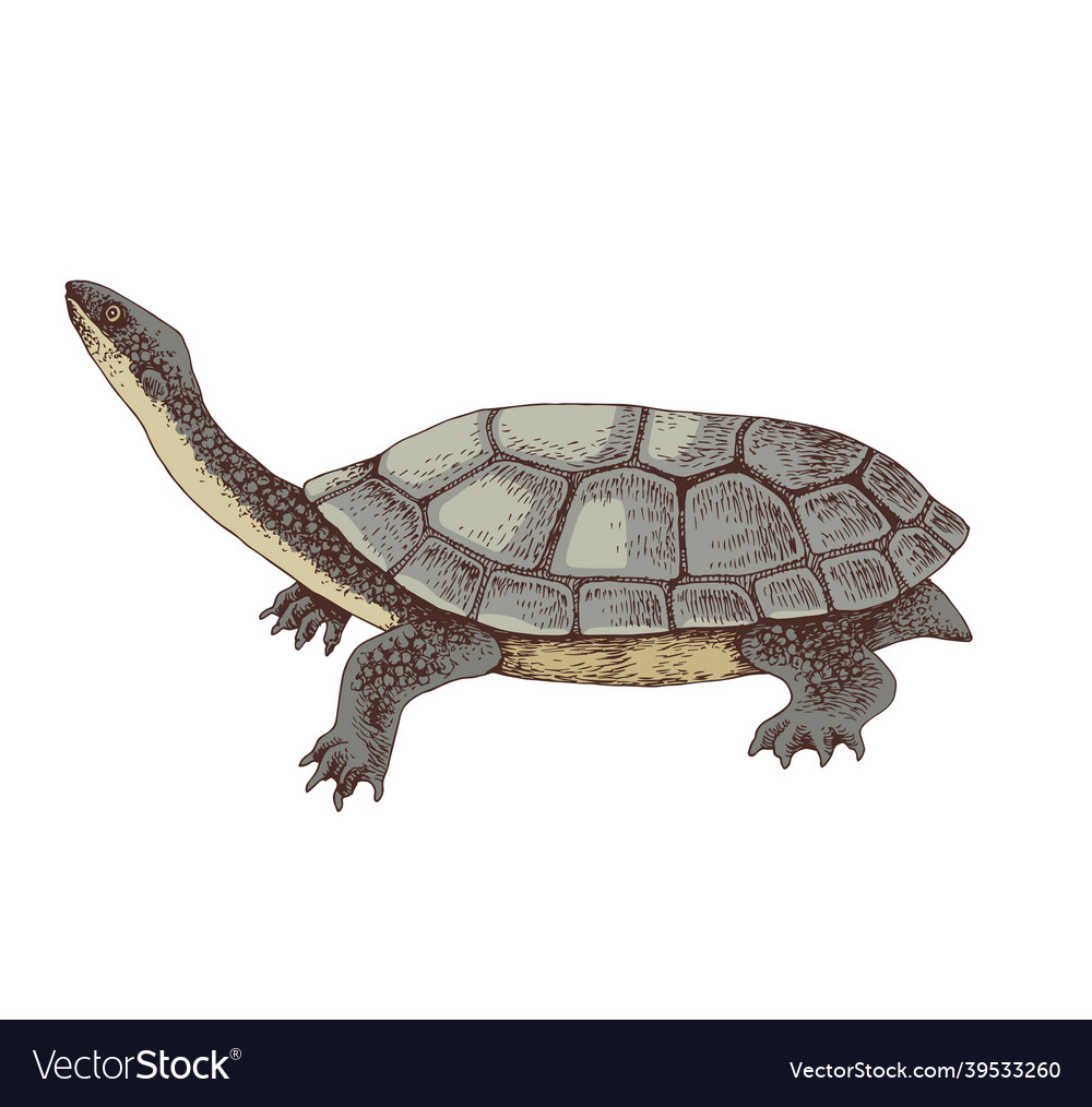 Hand drawn eastern long necked turtle Royalty Free Vector