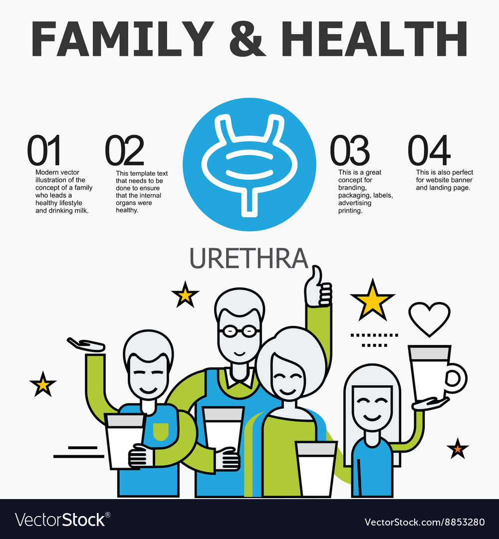 Internal organs - urethra