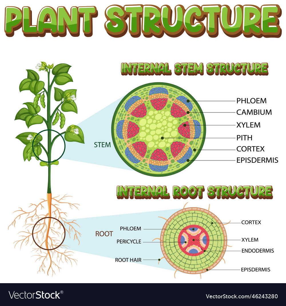 Internal structure of stem diagram Royalty Free Vector Image