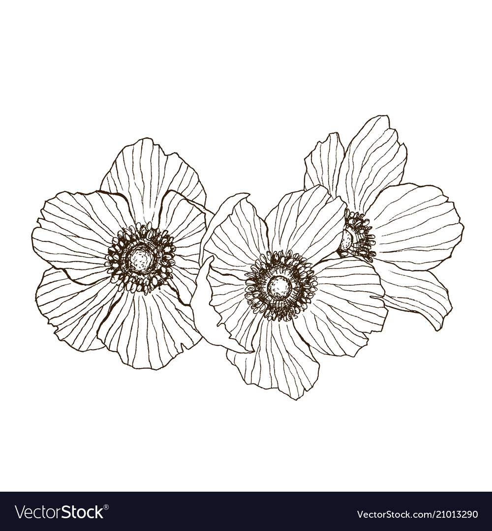 Anemone flower drawing bouquet isolated Royalty Free Vector