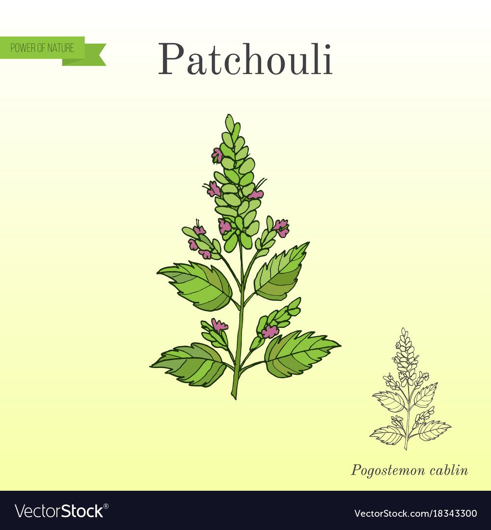 plant de patchouli