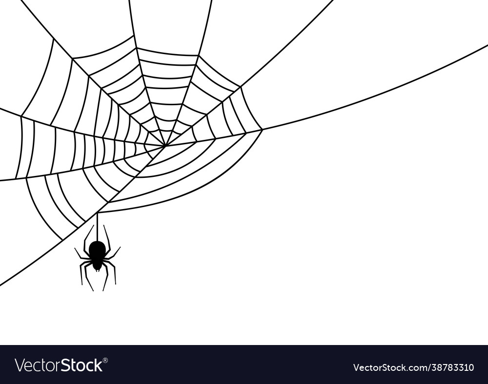 Spider hanging down from spiderweb Royalty Free Vector Image