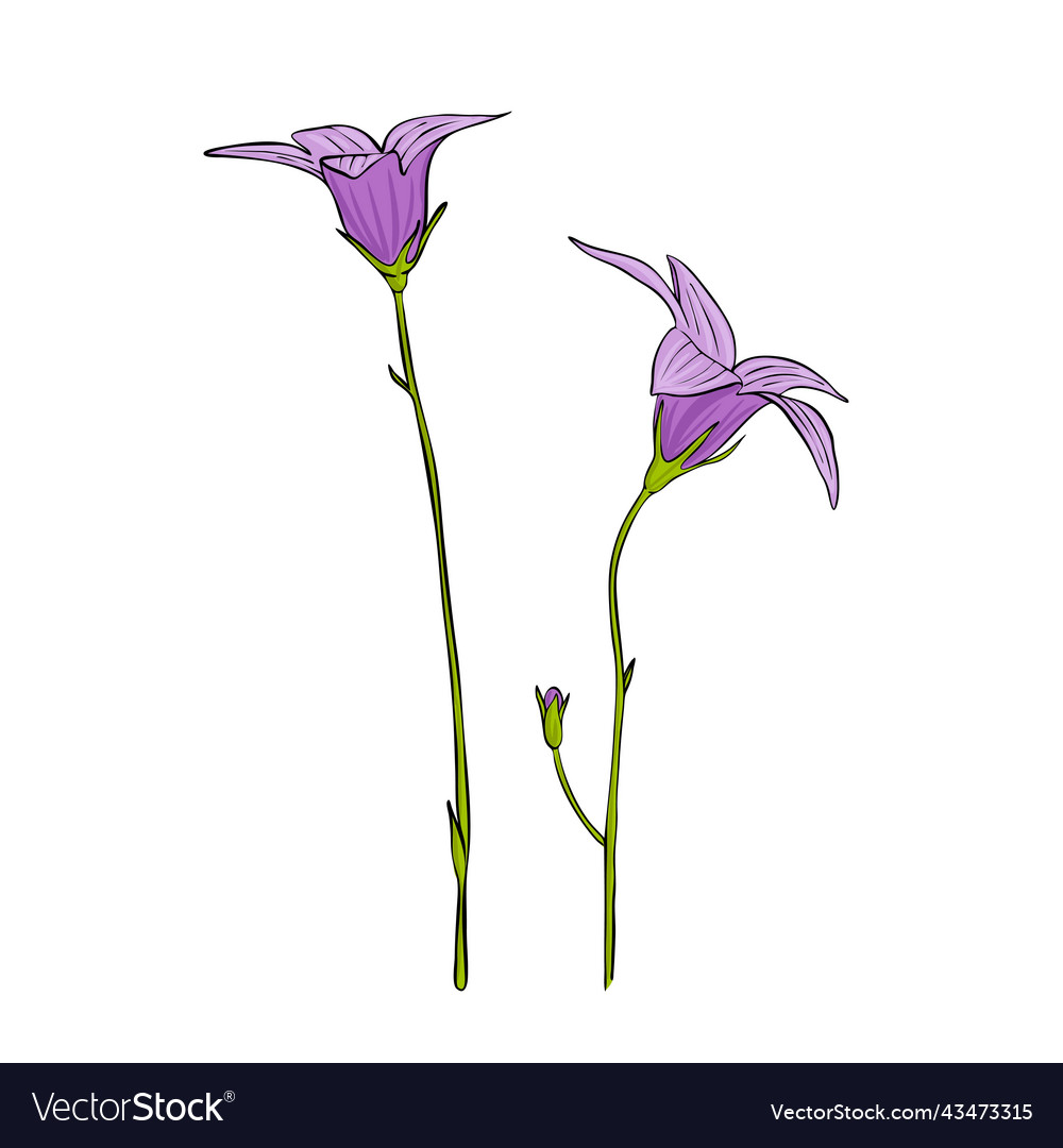 Premium Photo | Illustration of realistic purple bellflower. watercolor  painting.
