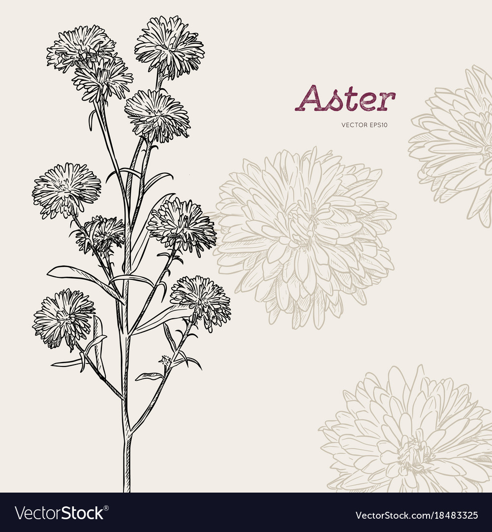 Aster flower sketch Royalty Free Vector Image - VectorStock