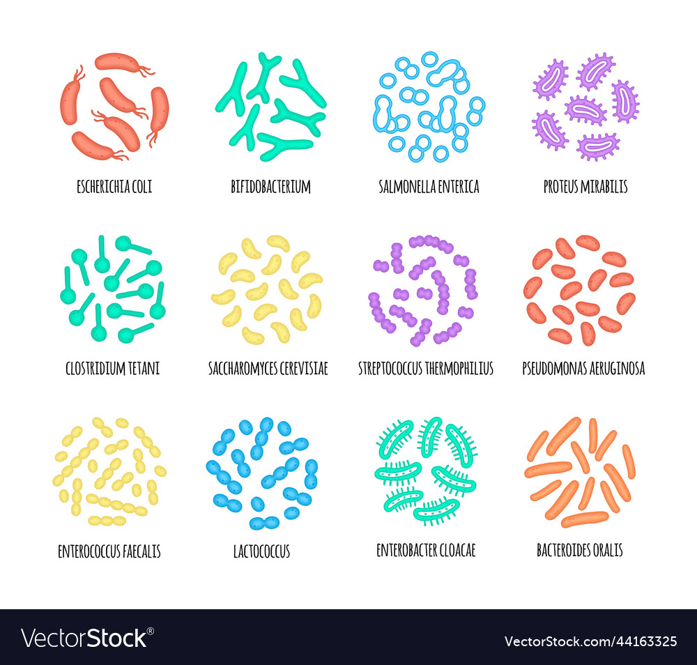 Human microbiome of bacterial species image Vector Image