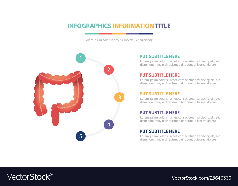 Human colon anatomy infographic template concept Vector Image