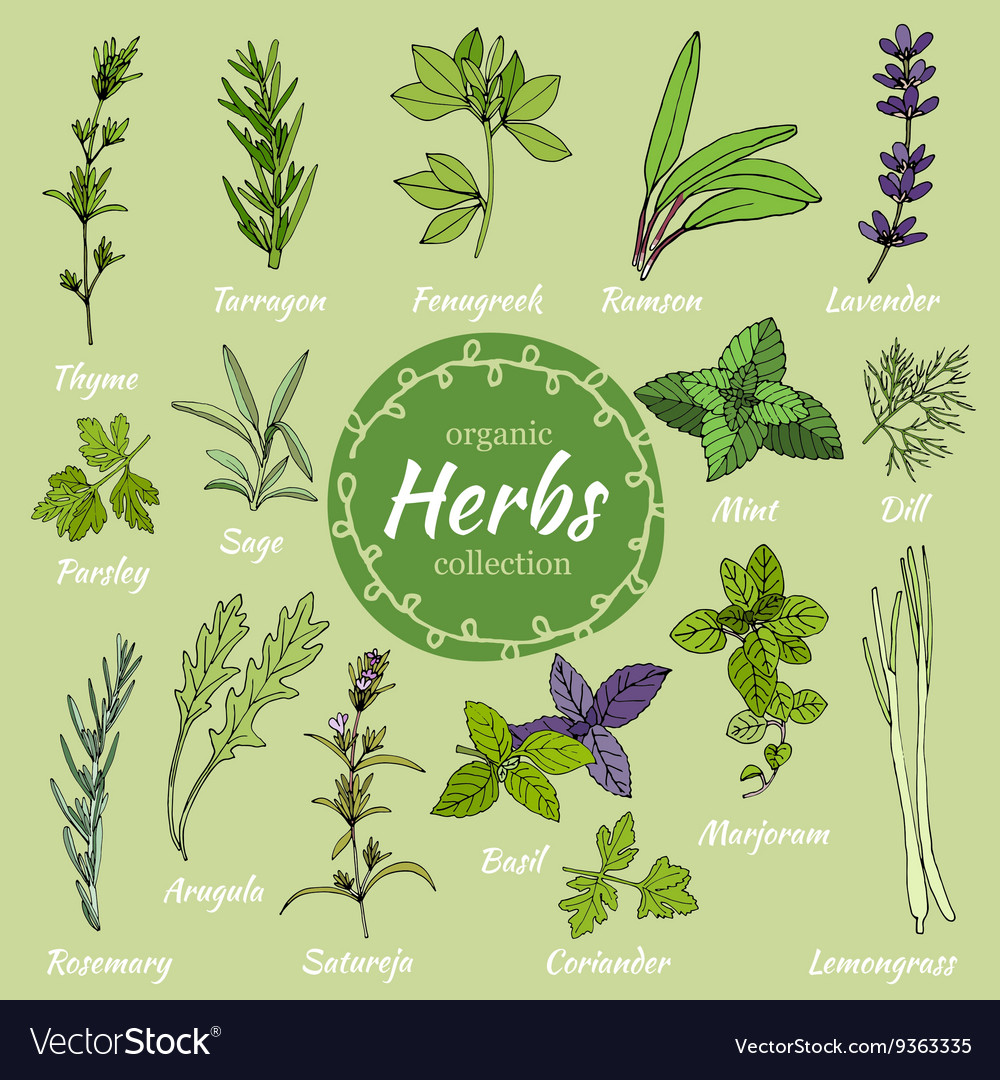 Set Hand Draw Herbs For Food And Cosmetic Vector Image