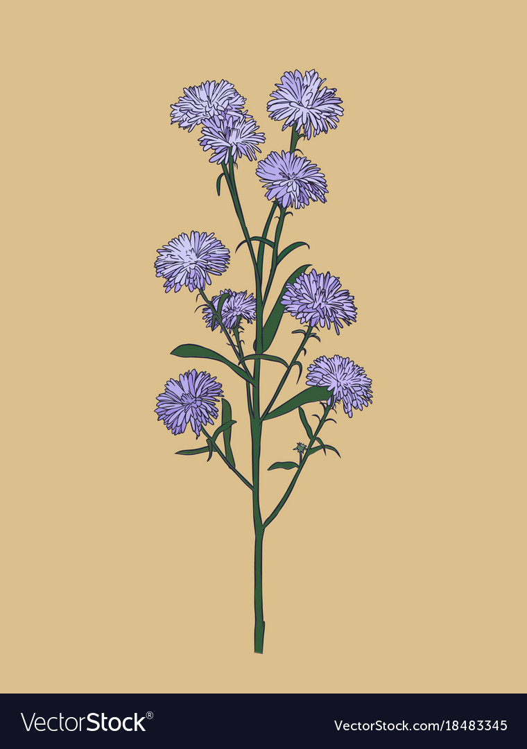 Aster flower sketch Royalty Free Vector Image - VectorStock