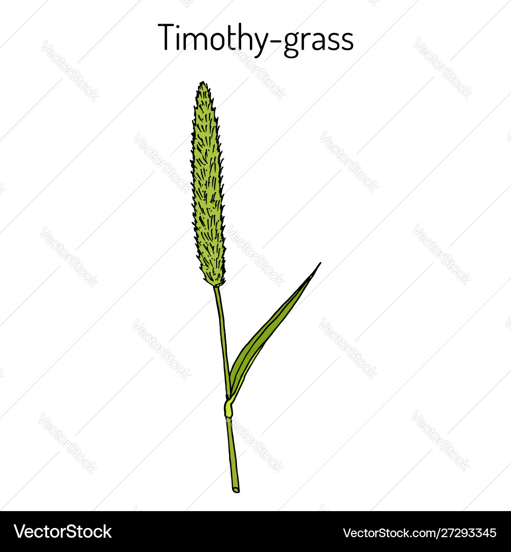 Timothygrass phleum pratense medicinal plant Vector Image