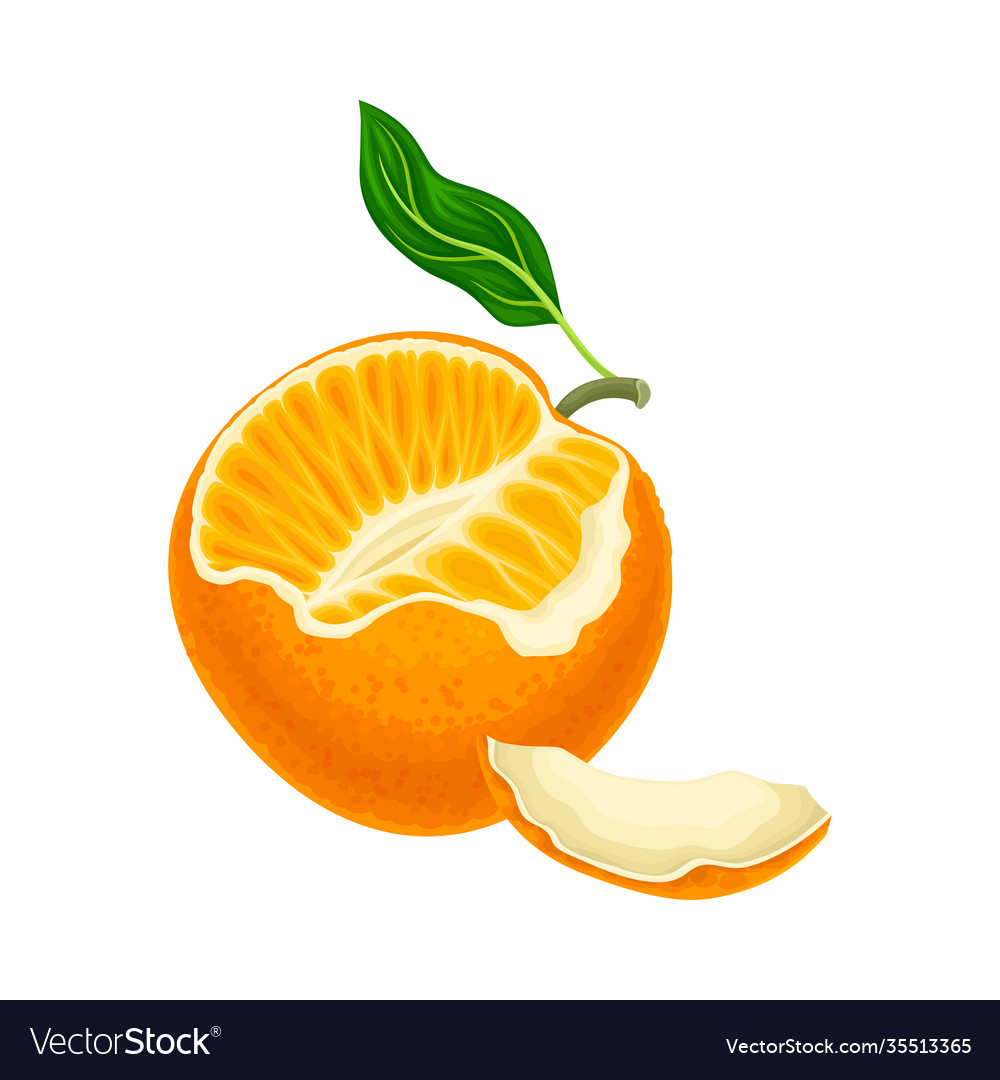 Mandarin or tangerine showing juicy segments Vector Image