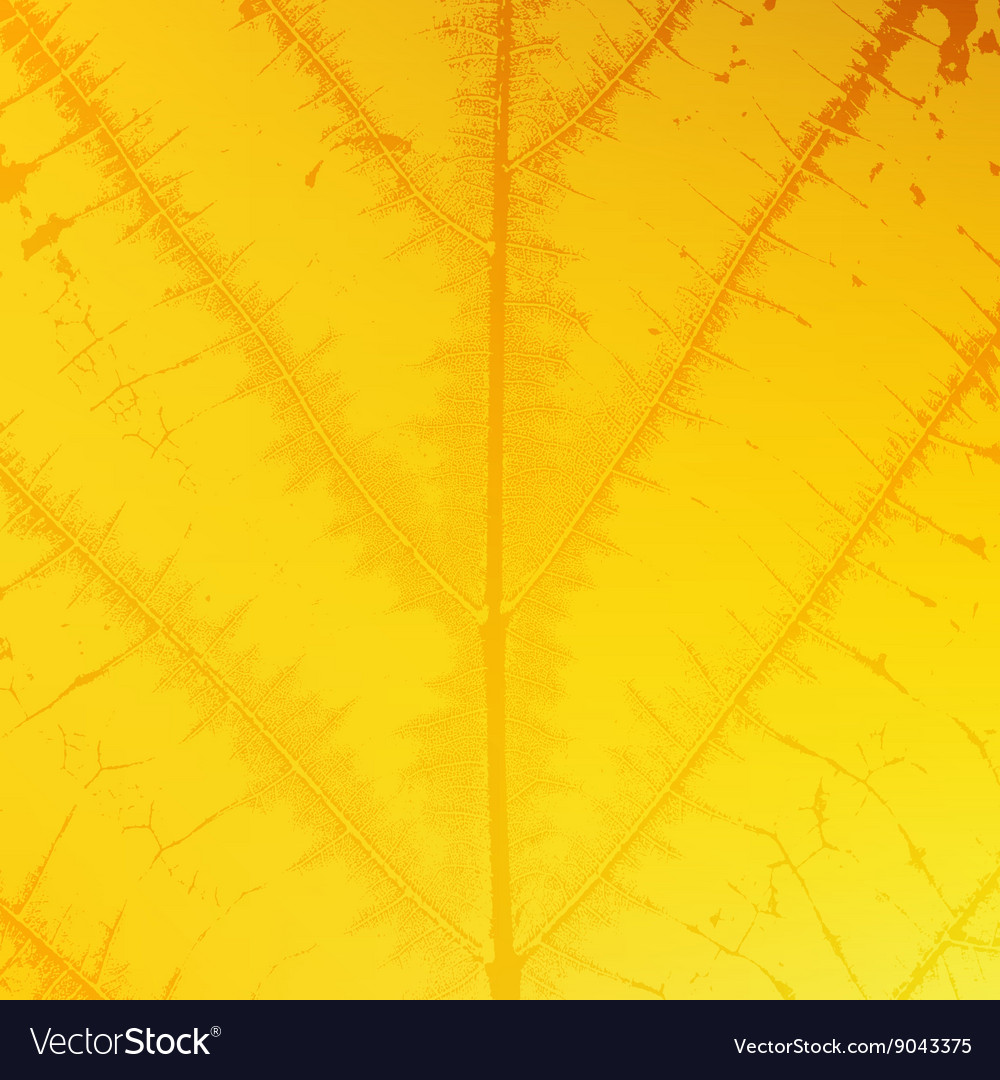 Yellow leaf texture Royalty Free Vector Image - VectorStock