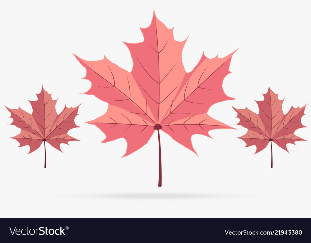 Autumn pink maple leaf fall isolated on white