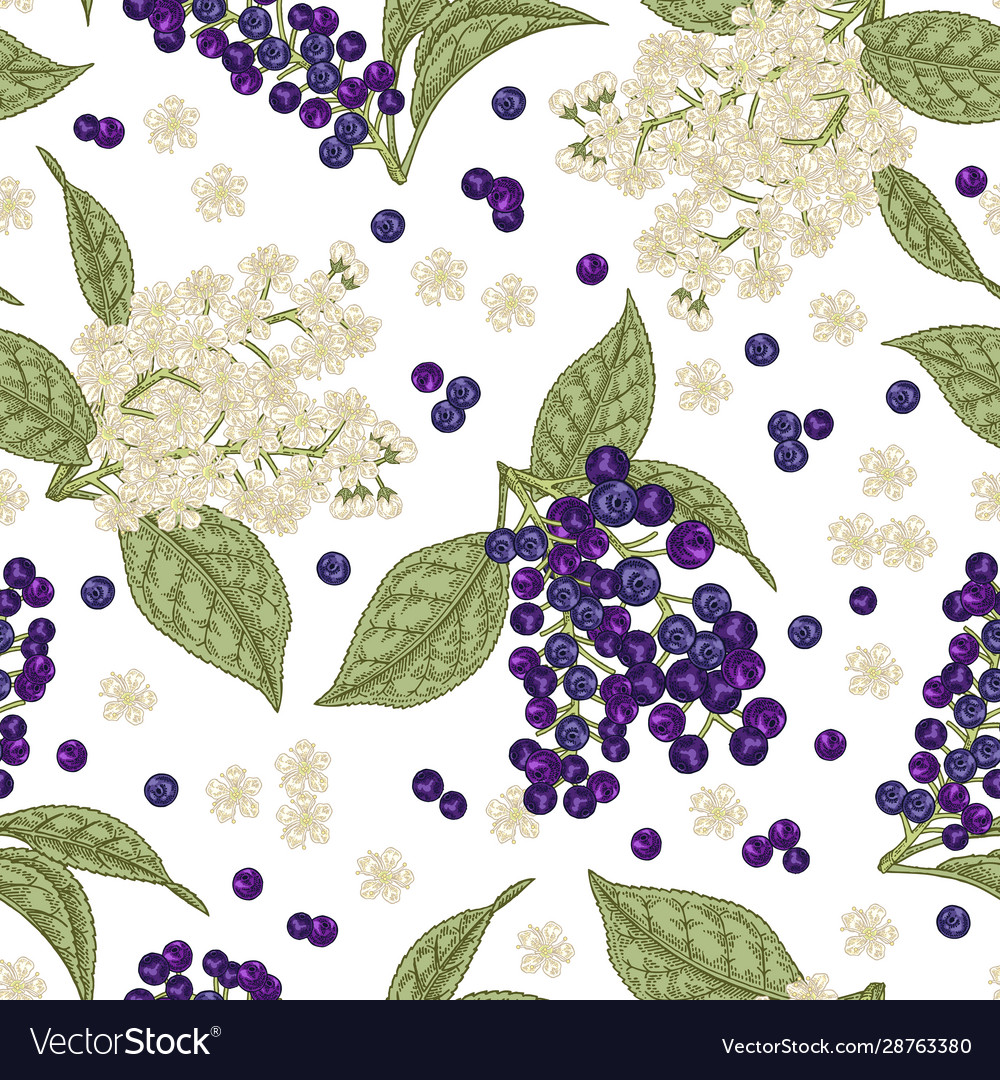 Bird cherry flowers and berries seamless pattern