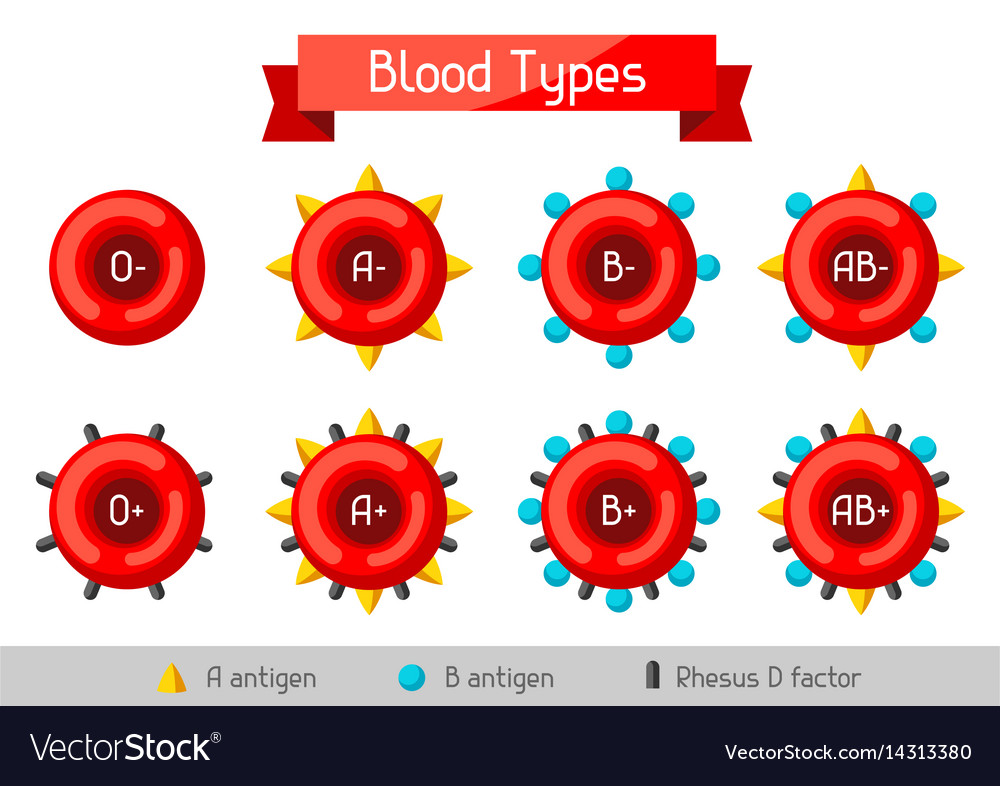 Set of blood cells types medical and healthcare Vector Image