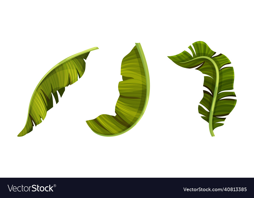 Exotic palm leaves set decorative tropical jungle