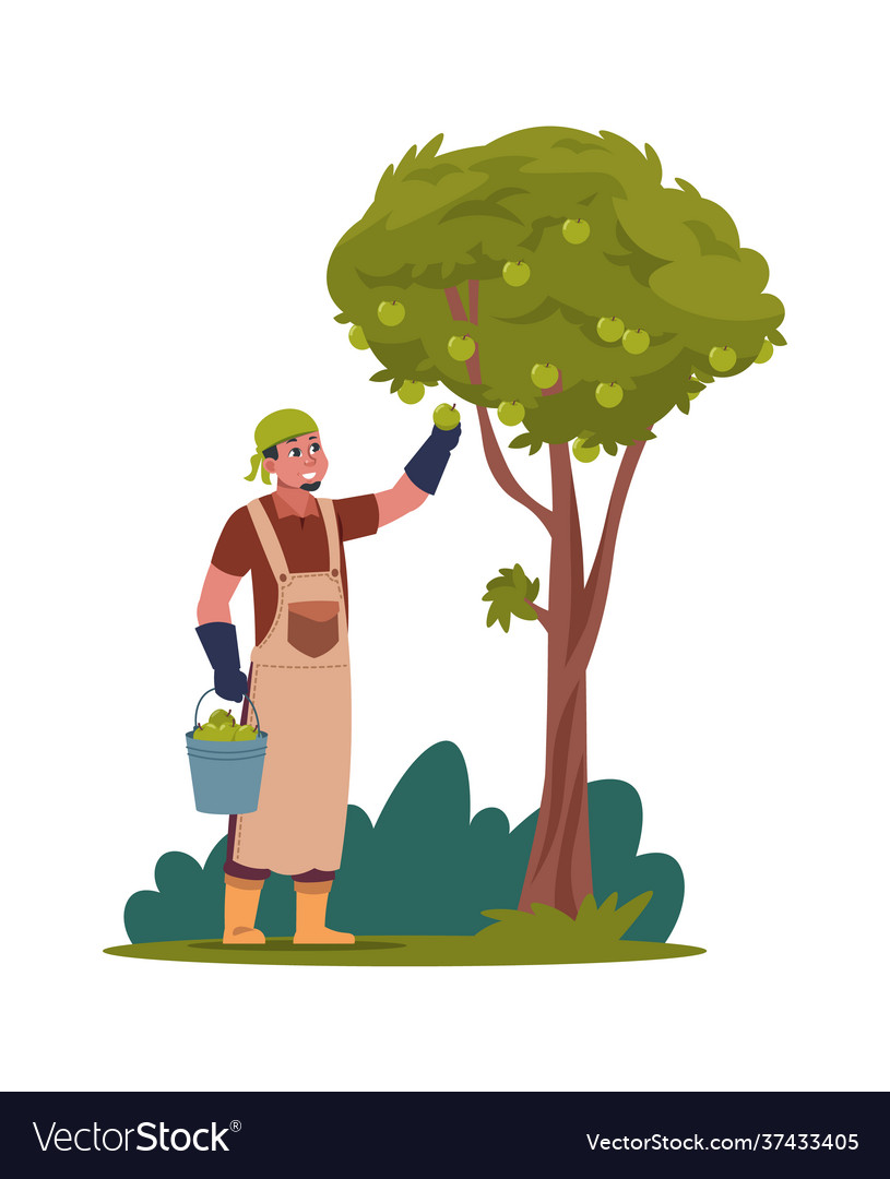 Harvesting Man In Garden Gardener Picking Fruit Vector Image