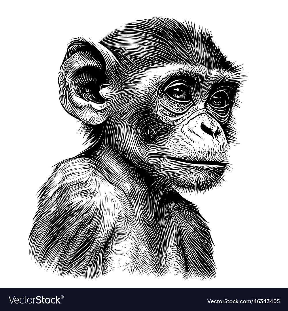 Monkey portrait hand drawn sketch Royalty Free Vector Image