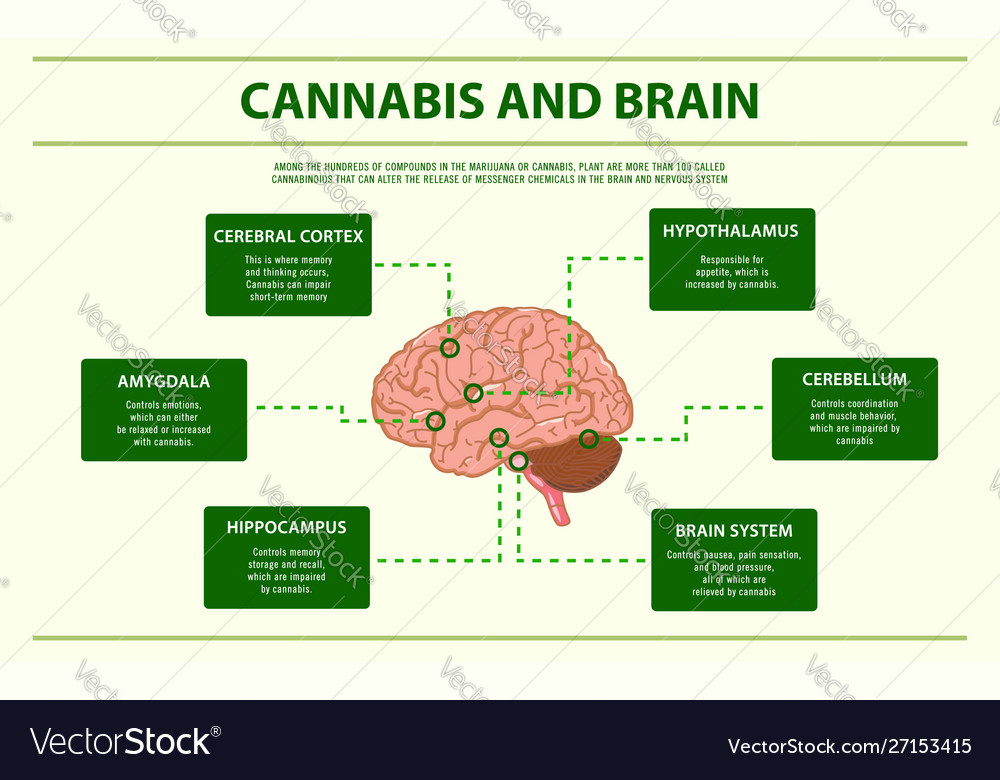 Cannabis And Brain Horizontal Infographic Vector Image