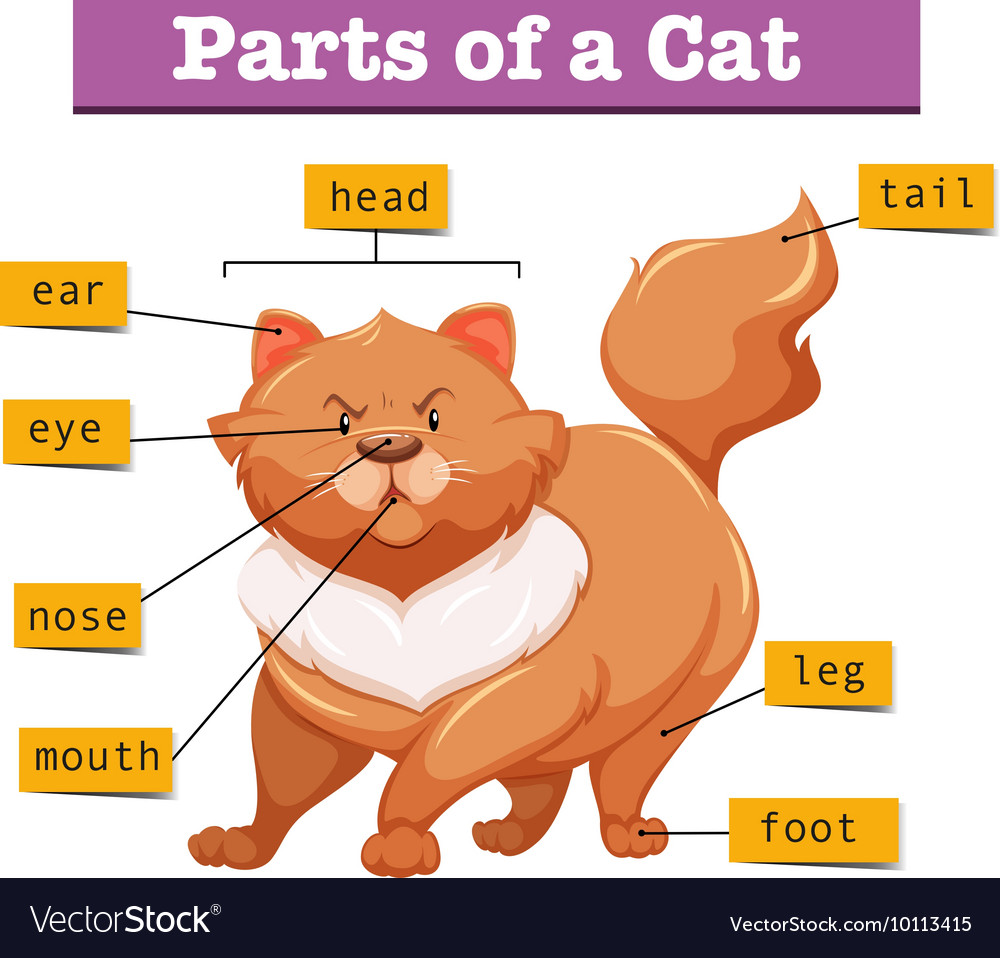 Diagram showing parts cat Royalty Free Vector Image