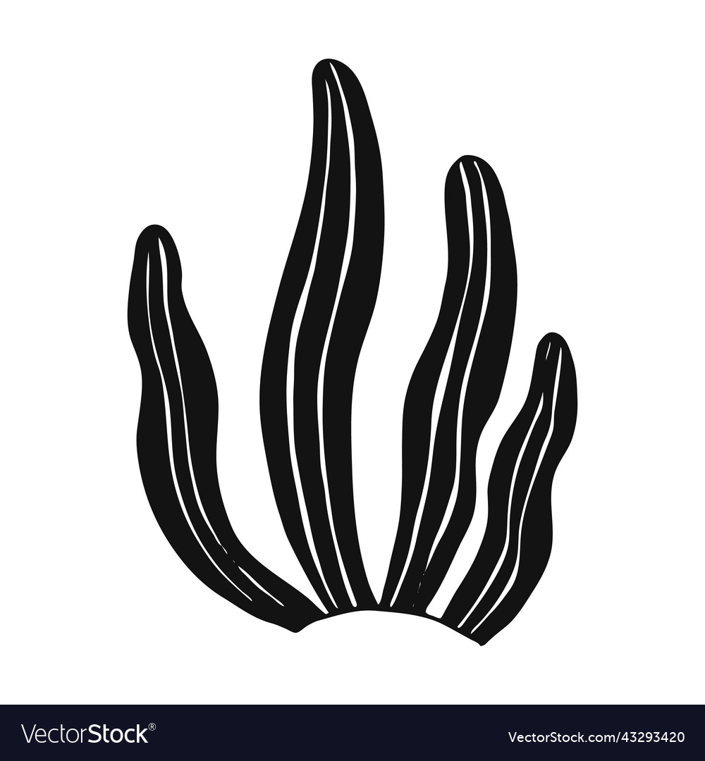 Seaweed marine plants are isolated hand drawn Vector Image