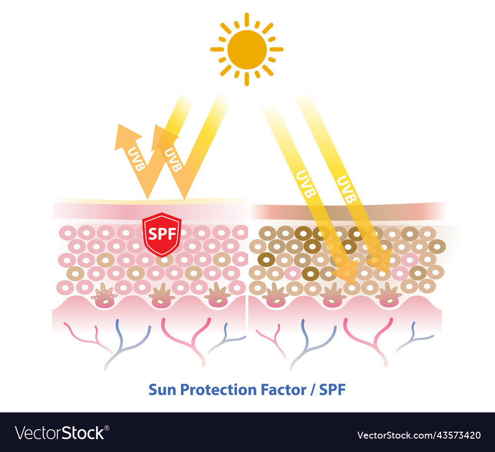 Spf blocks uvb ray on white background Royalty Free Vector