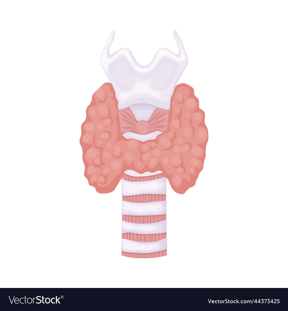 Thyroid gland anatomical image of the Royalty Free Vector