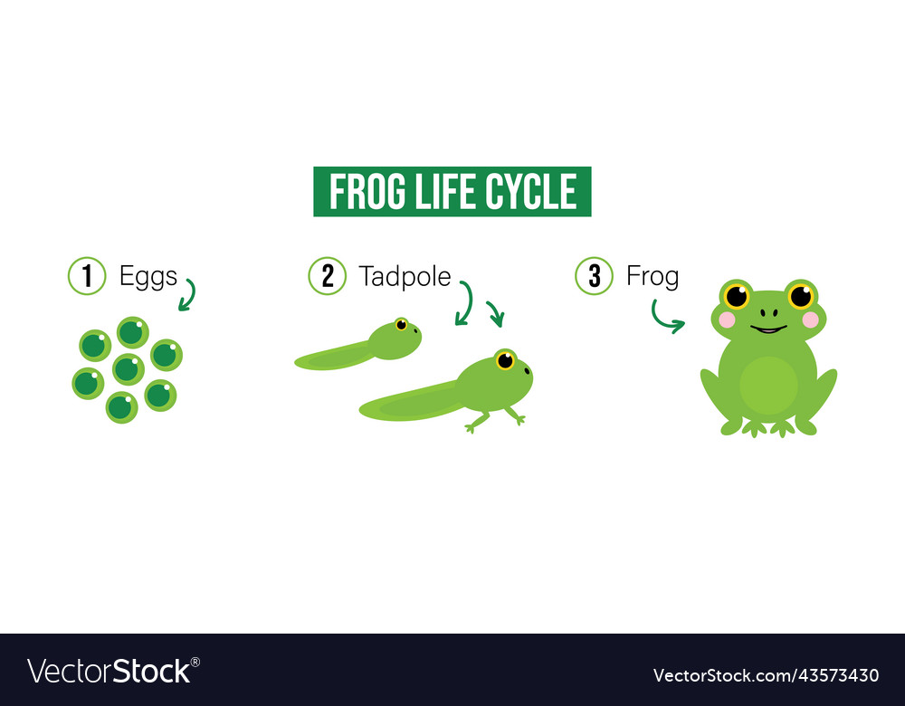 Frog life cycle evolution Royalty Free Vector Image