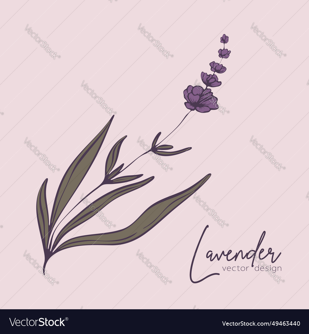 Botanical line of a lavender branch