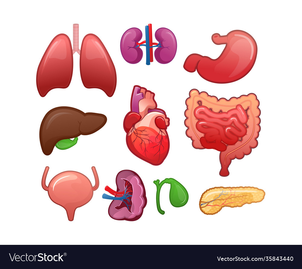 Set icons for human internal organs Royalty Free Vector