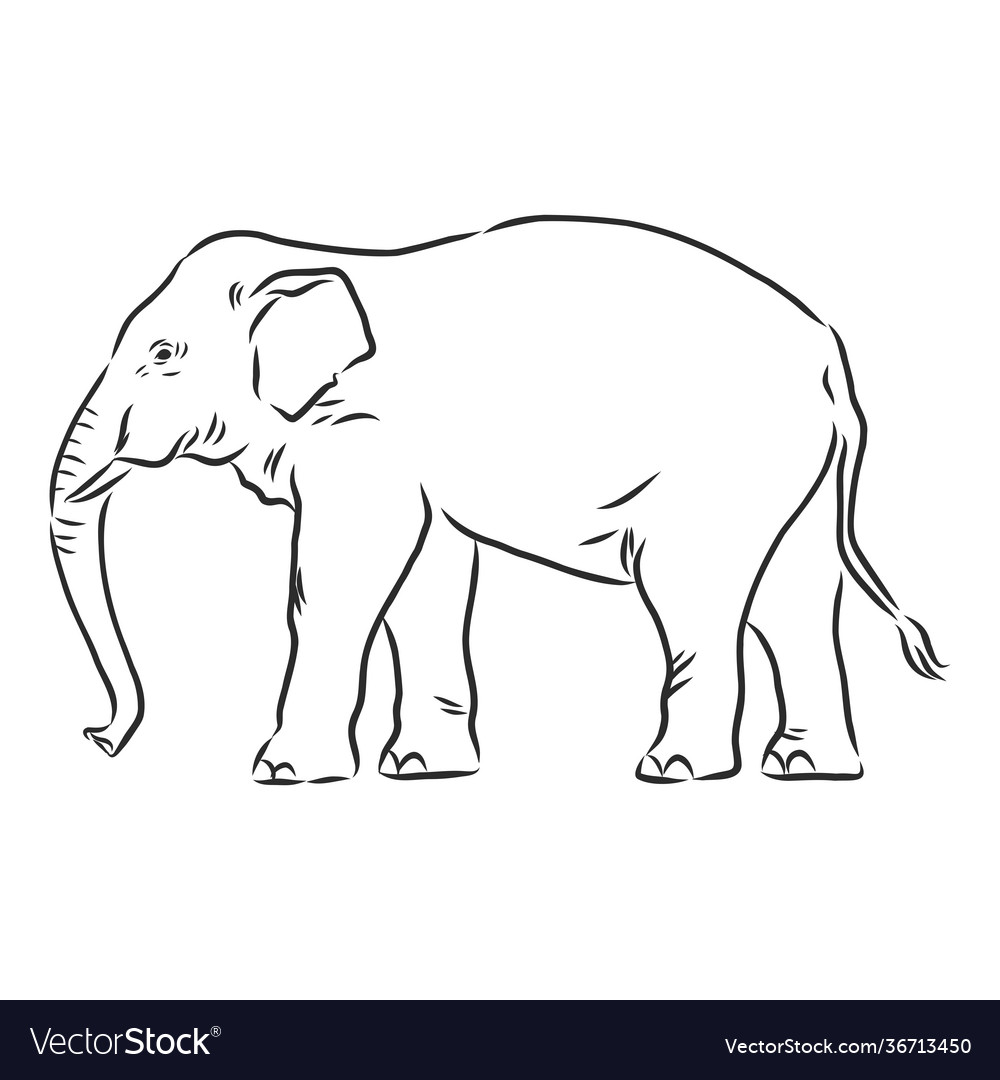 Beautiful sketch an adult asian elephant Vector Image