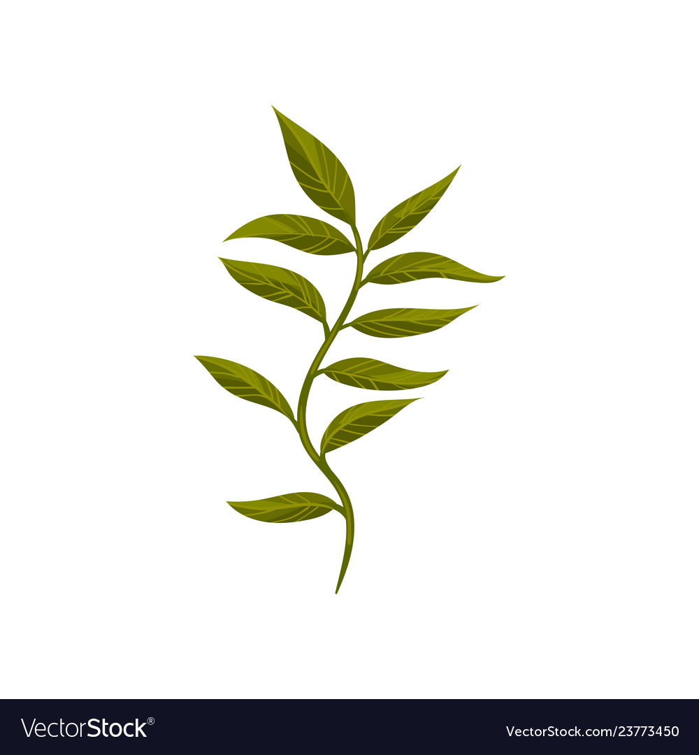 Tree twig with green foliage small branch Vector Image