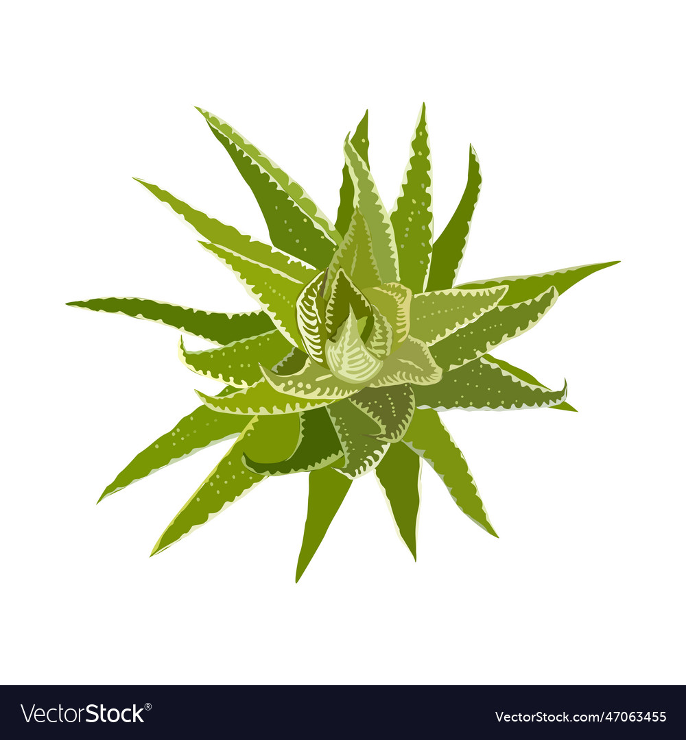 Aloe house plant top view isolated