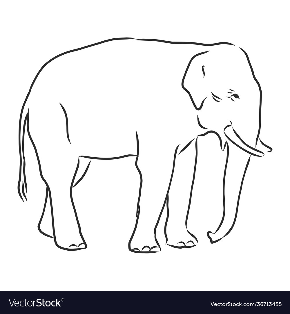 Elephant Drawing for Kids