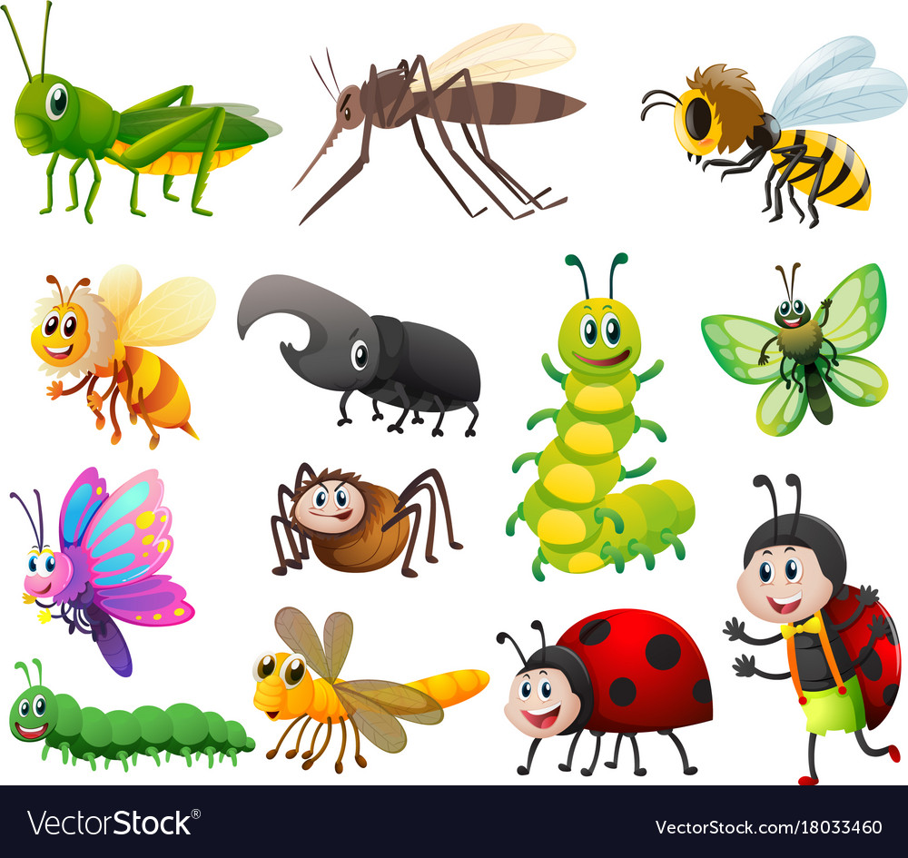 Different kinds of insects on white background Vector Image