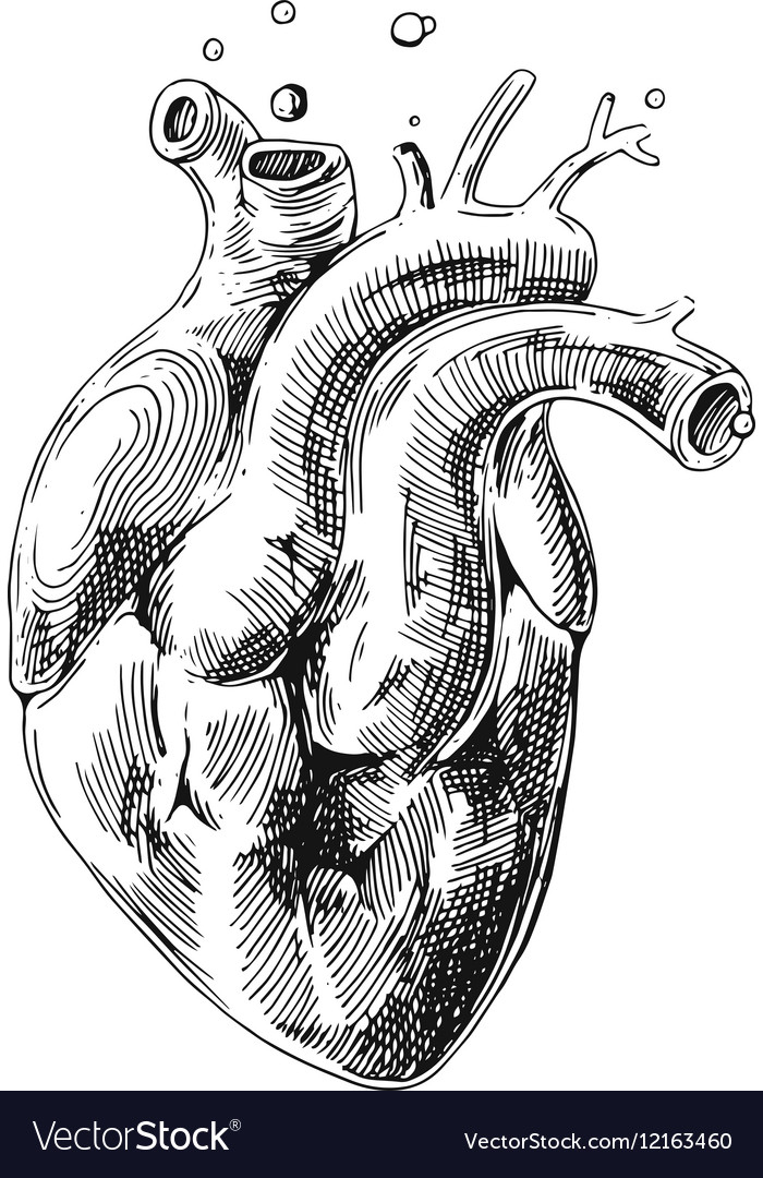 Sketch of human heart