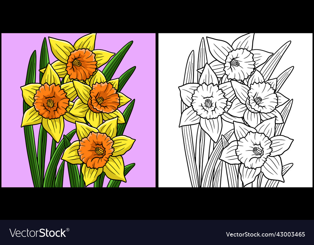 Daffodil flower coloring page colored