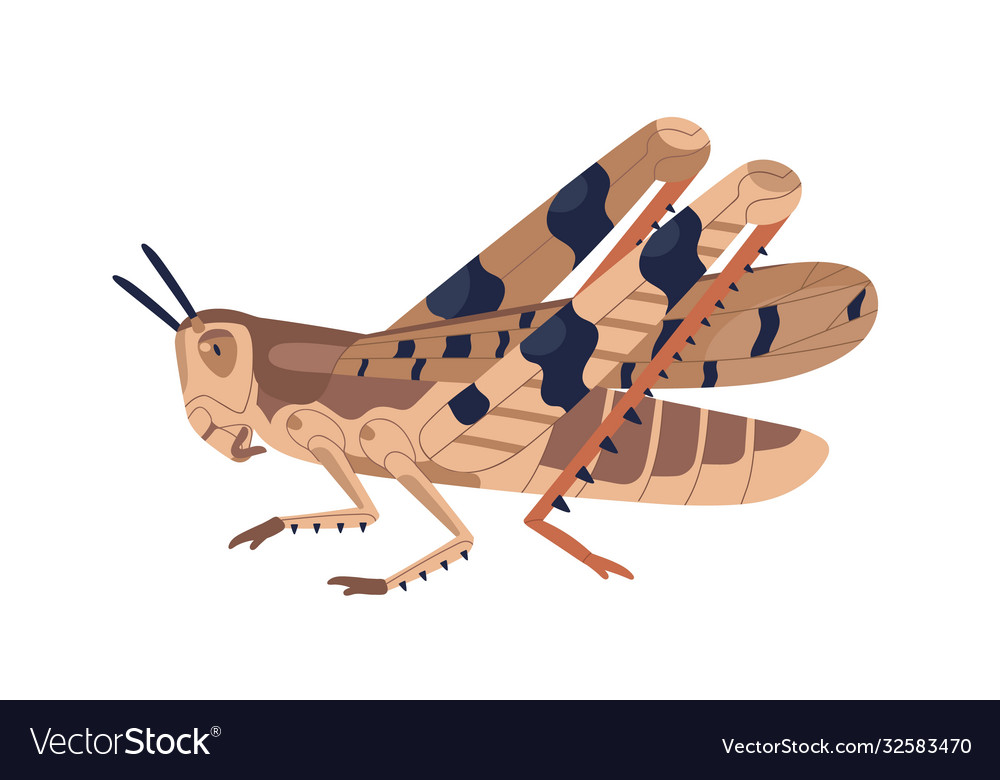 Colorful locust wild winged Royalty Free Vector Image