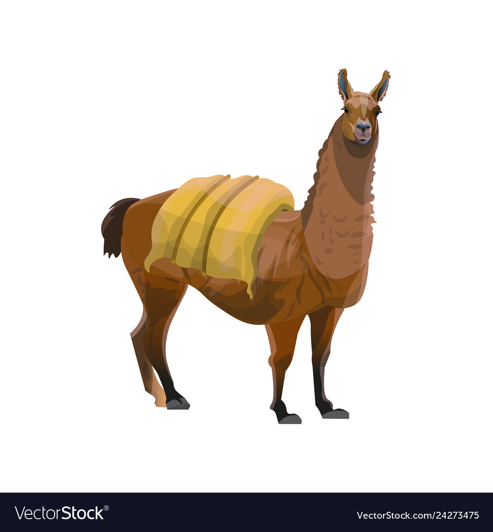Llama carrying heavy load Royalty Free Vector Image Llama carrying heavy load Royalty Free Vector Image