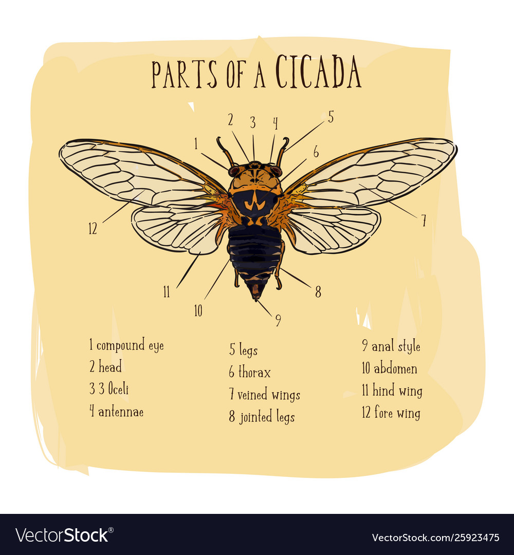 Part cicada hand draw sketch Royalty Free Vector Image