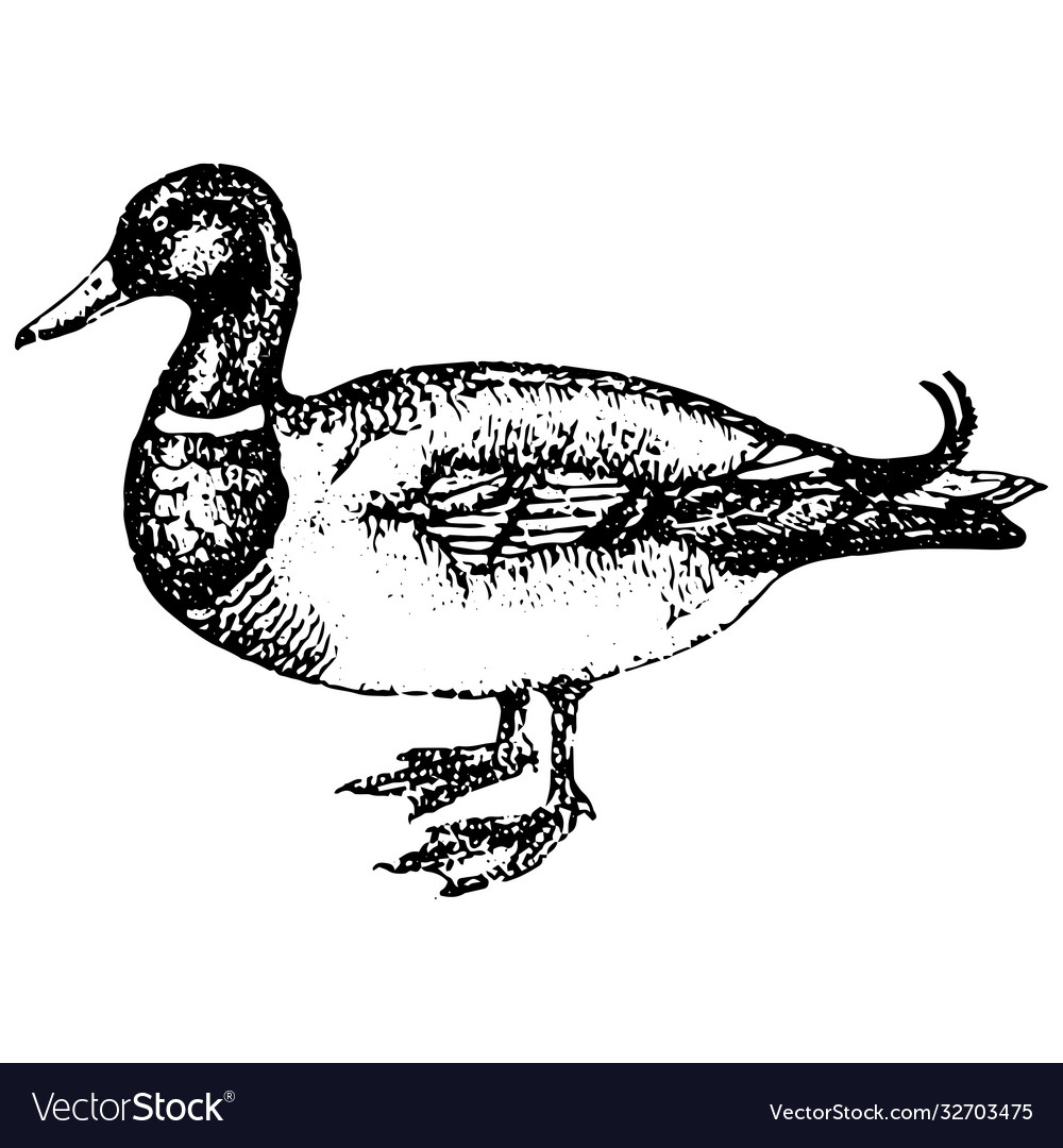 Vintage engraving a duck Royalty Free Vector Image