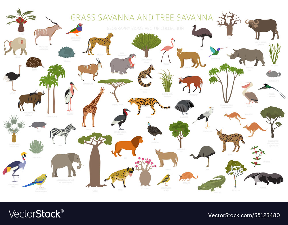 Tree savanna and grass savanna biome natural Vector Image