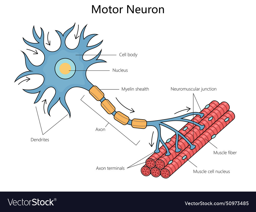 Unlabeled Neuron Diagram